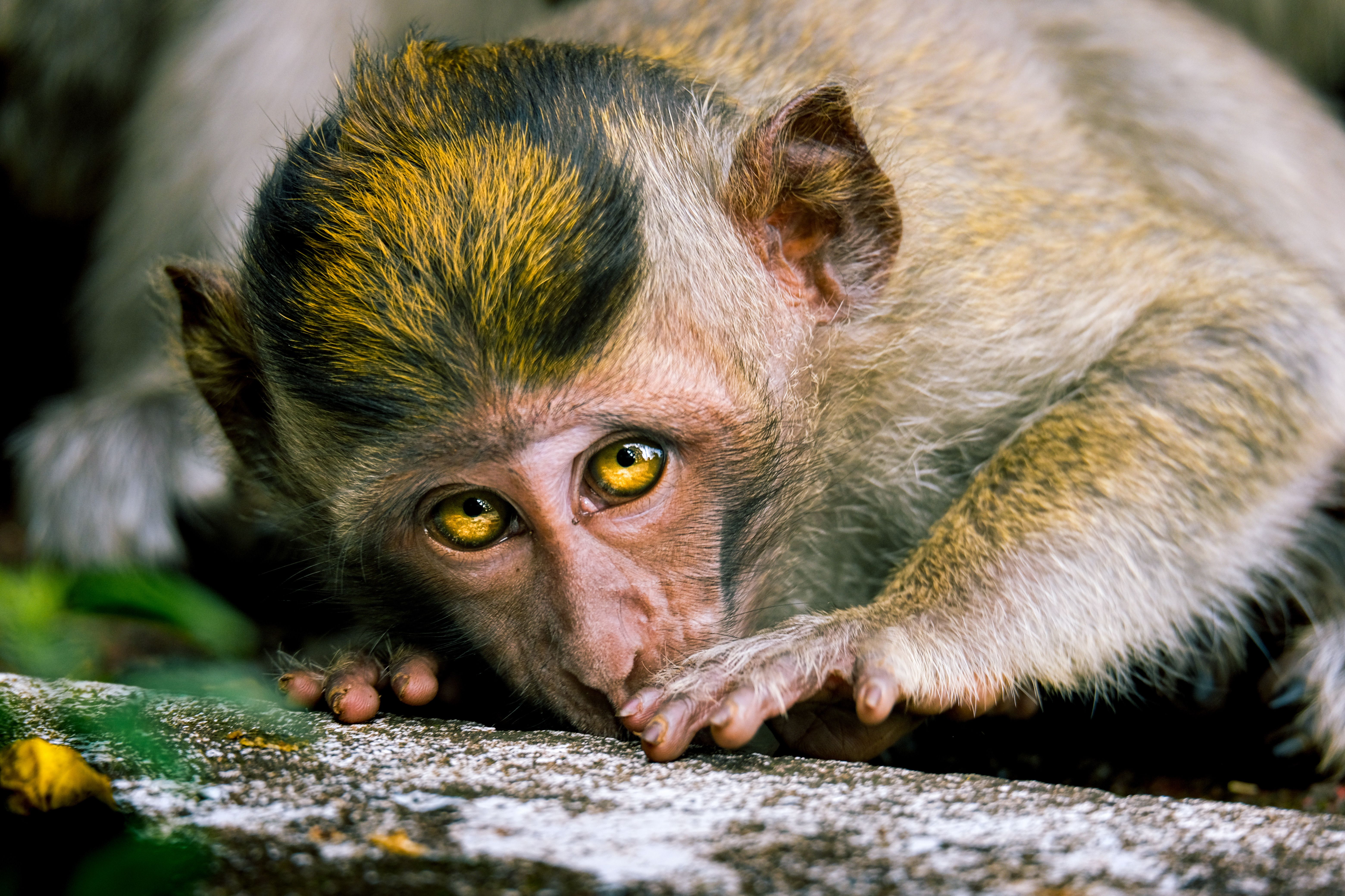 monkey has yellow eyes