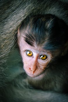 Intense gaze of a young monkey, showcasing its striking eyes and natural environment.