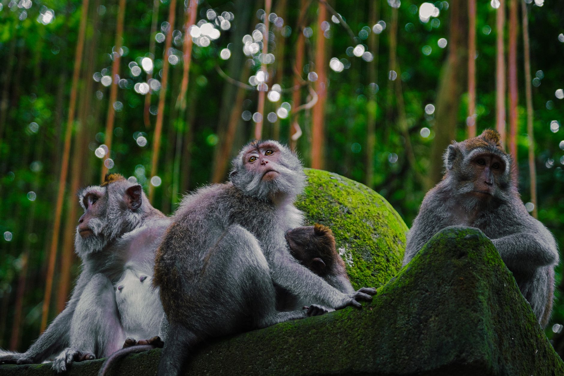 Ubud Monkey Forest Bali: Pesona Alam dan Budaya yang Mendunia