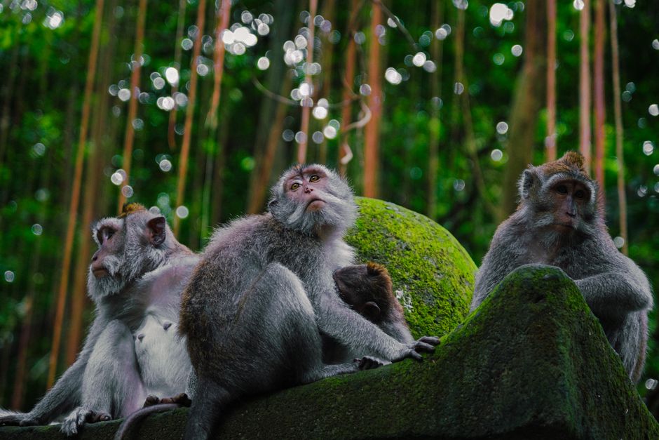 Sanctuaire des singes à Ubud