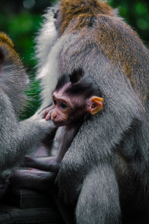 Free Close-up of a baby monkey nestled among family members, showcasing tender wildlife moments. Stock Photo