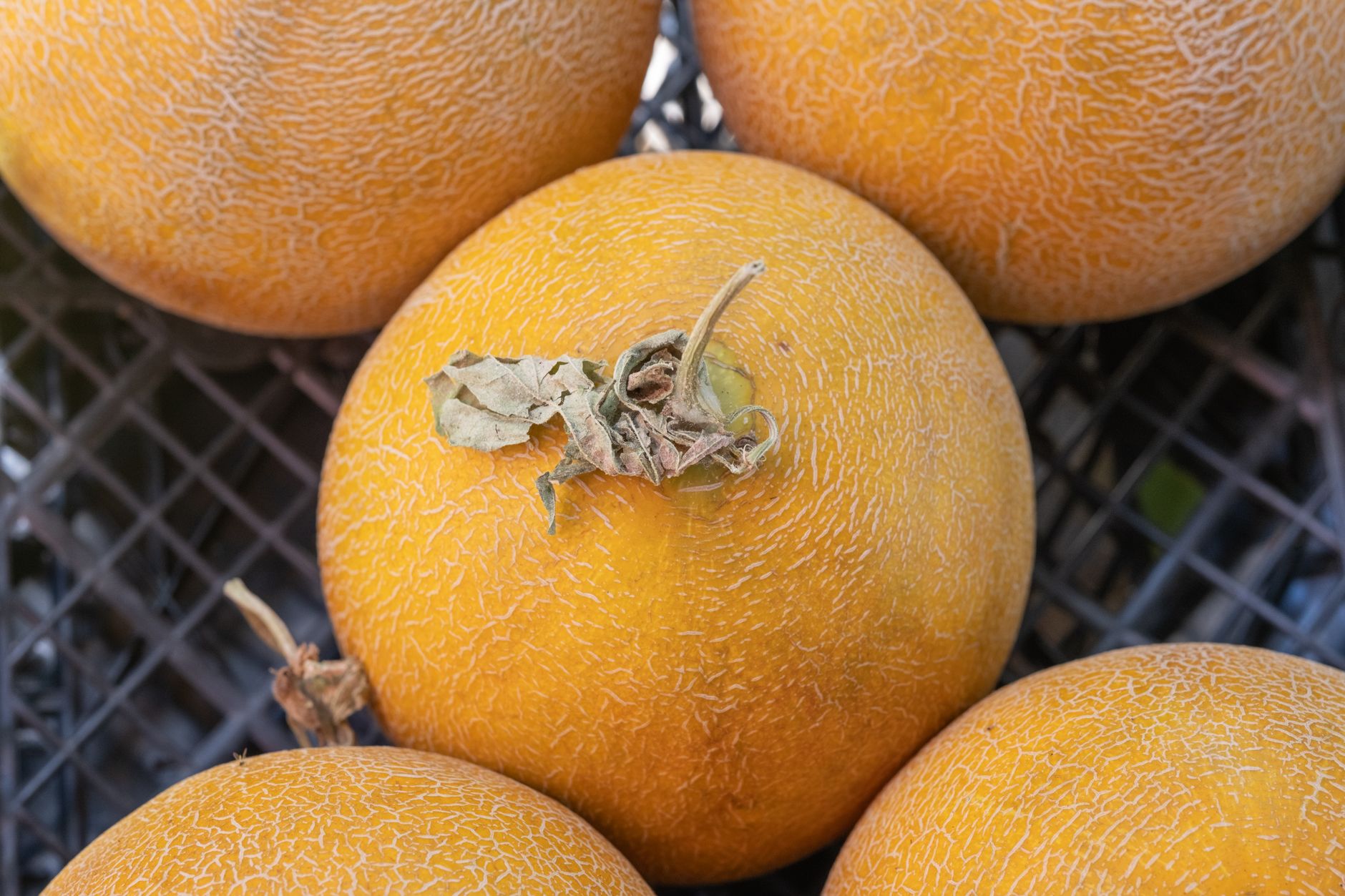 Top view of ripe yellow melons at Bornova Market, Izmir, highlighting fresh produce.