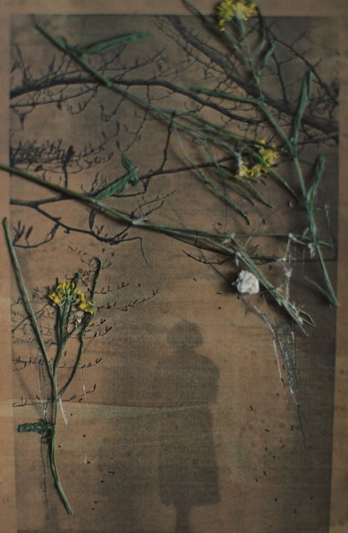 Immagine gratuita di albero, albero d'autunno, antico