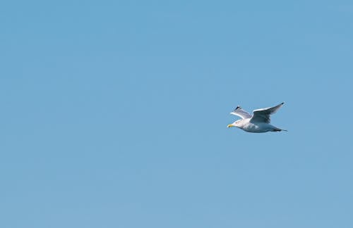 Photo of Flying Seagull