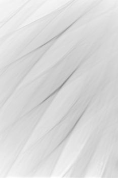Delicate close-up of white feather texture with soft abstract pattern.