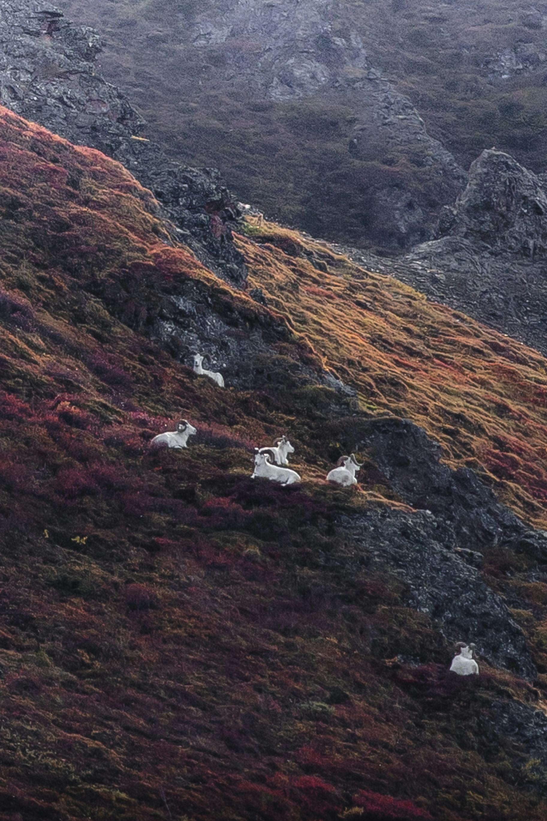 A group of mountain goats resting on a steep, colorful hillside.