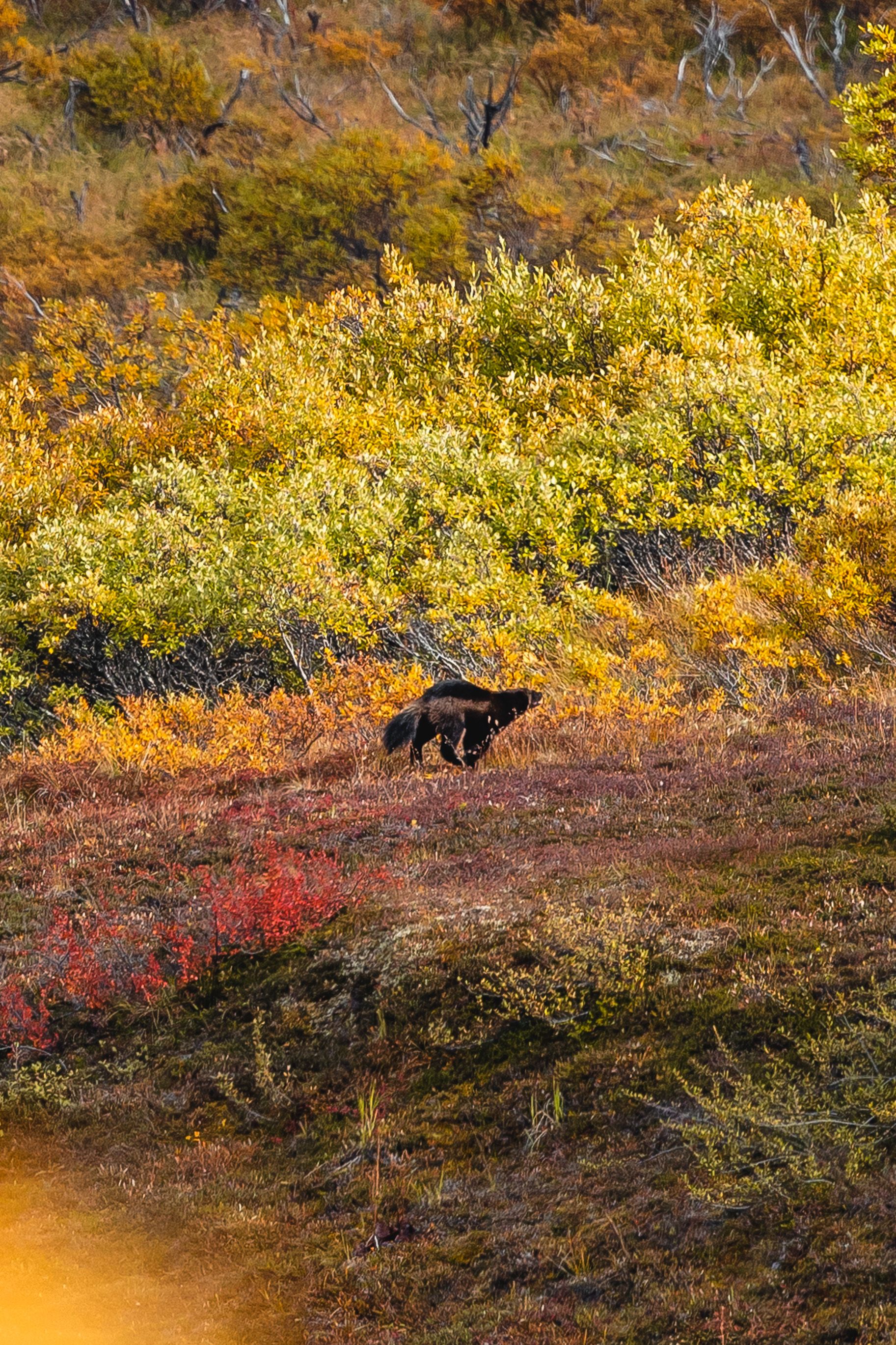 Wolverine in Autumn Landscape · Free Stock Photo