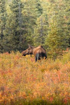 A moose stands in a vibrant autumn forest, showcasing nature's beauty.