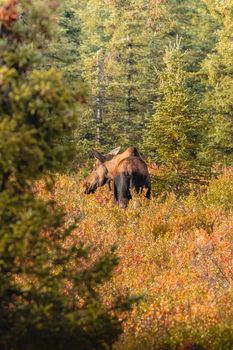 A moose in an autumn forest captures the essence of wilderness photography.
