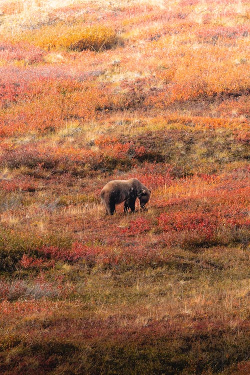 A brown bear walking through a field of colorful plants