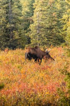 A moose forages in vibrant autumn foliage surrounded by dense forest.