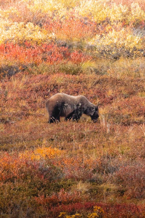 Bear on Meadow