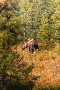 A lone moose explores a colorful autumn forest, showcasing vibrant foliage and wilderness beauty.