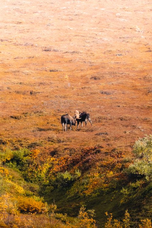 Free Two moose engaged in a territorial battle in a vast autumn landscape. Stock Photo