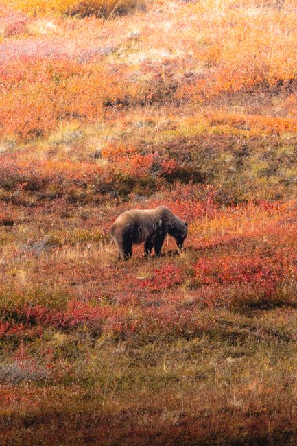 Grizzly bear roaming in an autumn-colored meadow, showcasing nature's vibrant fall palette.