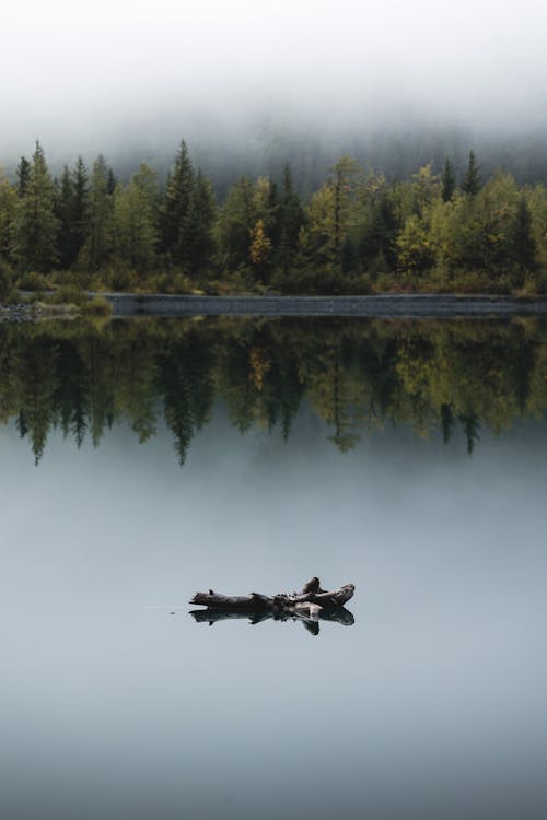 Tree Trunk on Lake under Cloud