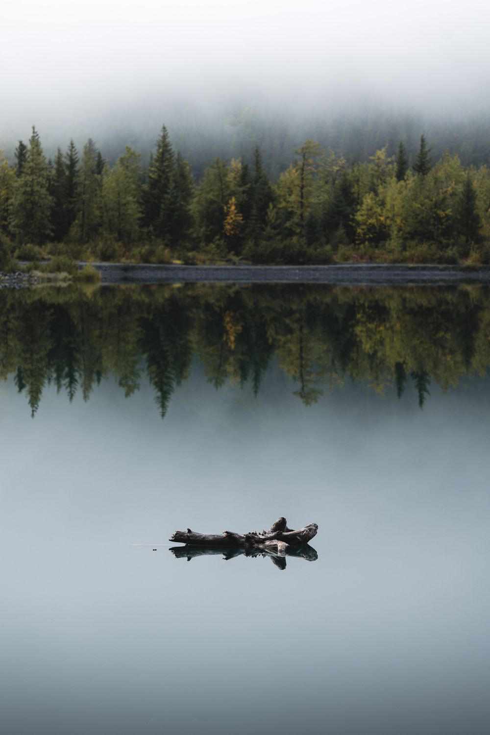 Tree Trunk on Lake under Cloud · Free Stock Photo