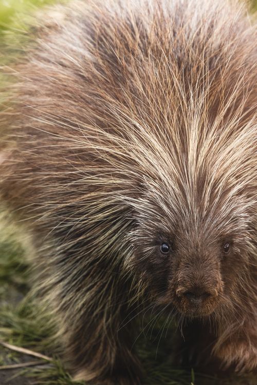 Free Detailed close-up of a North American porcupine (Erethizon dorsatum) showcasing its spiky fur in a natural setting. Stock Photo