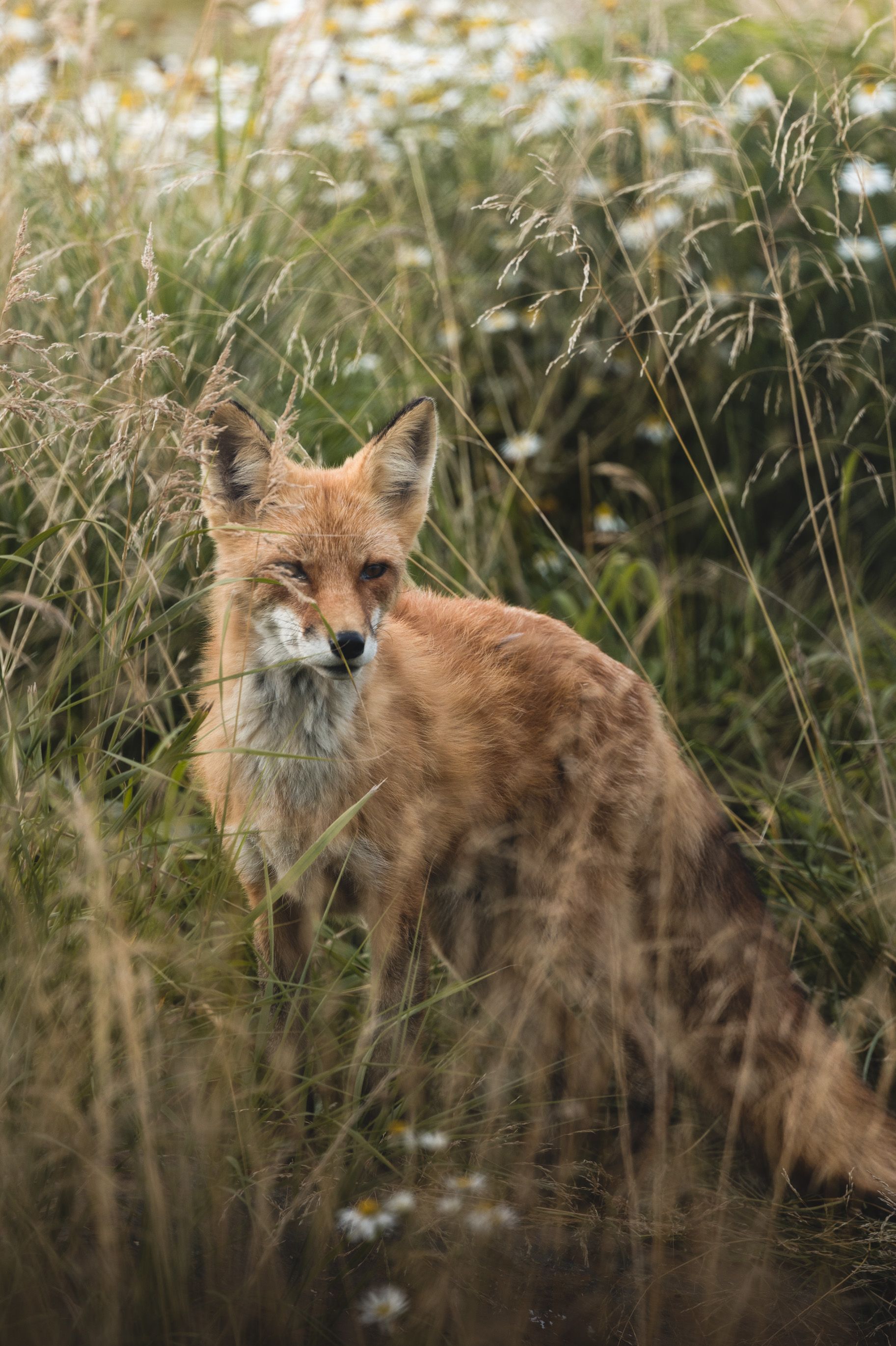 A red fox sits in a meadow surrounded by wildflowers, blending into the natural environment.