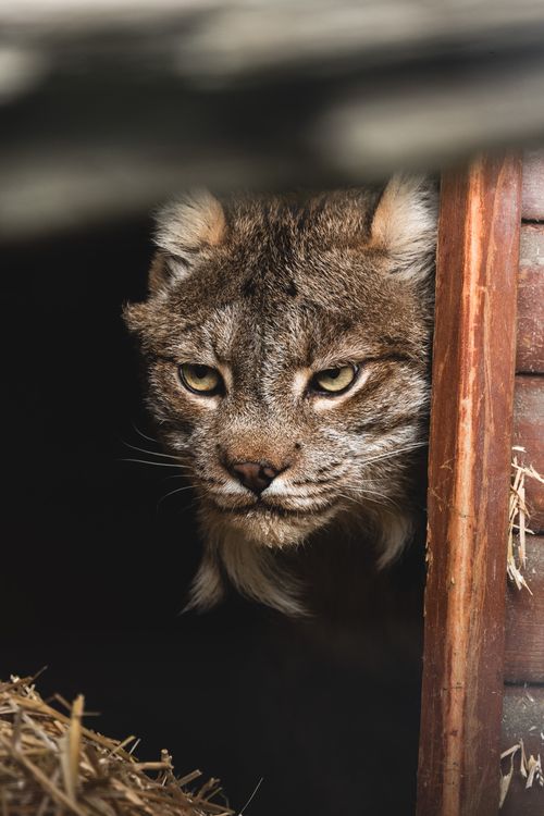 Free Intense gaze of a lynx peeking from a wooden shelter, showcasing its natural habitat. Stock Photo