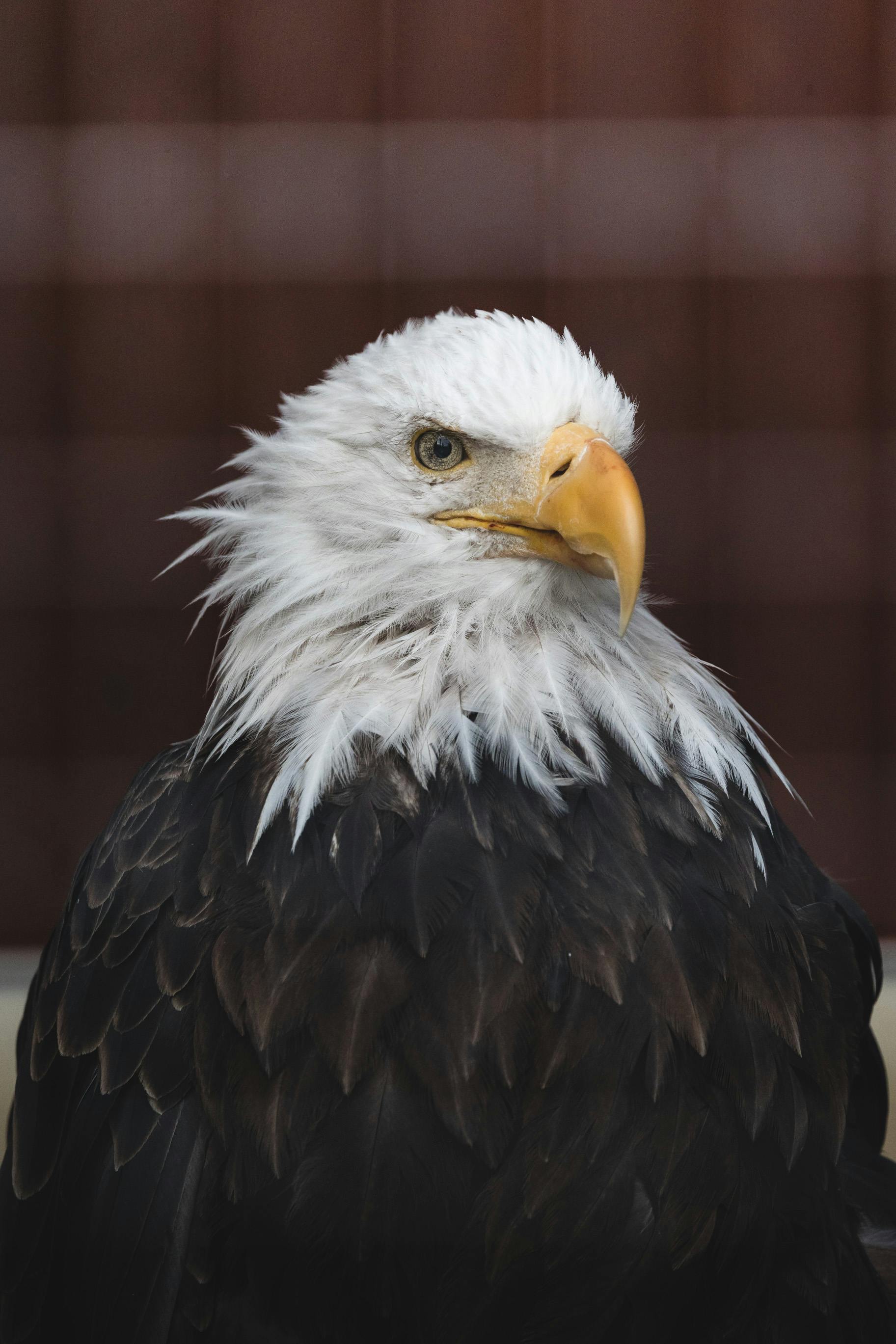 close up of a bald eagle