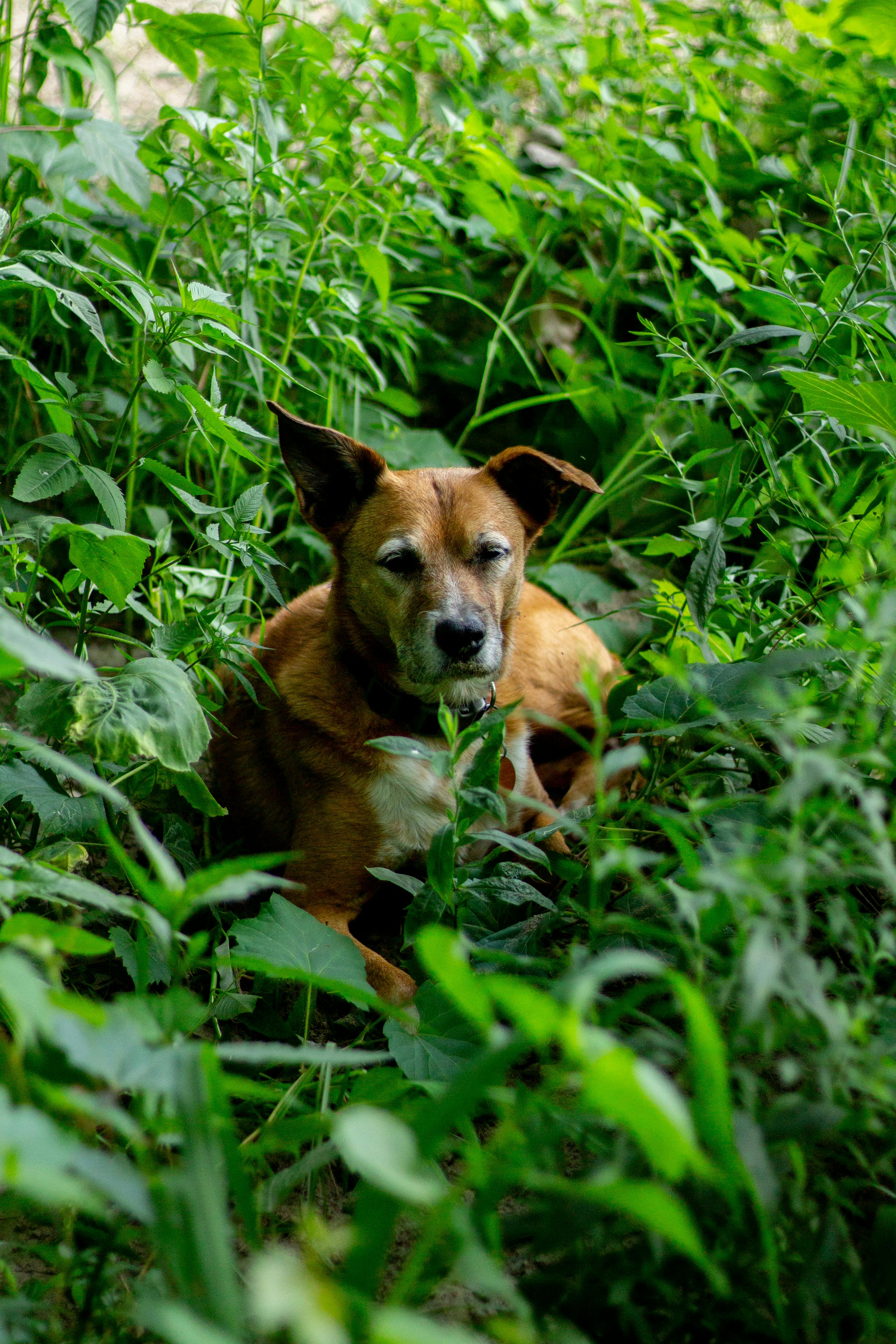 Dog with Native Plants