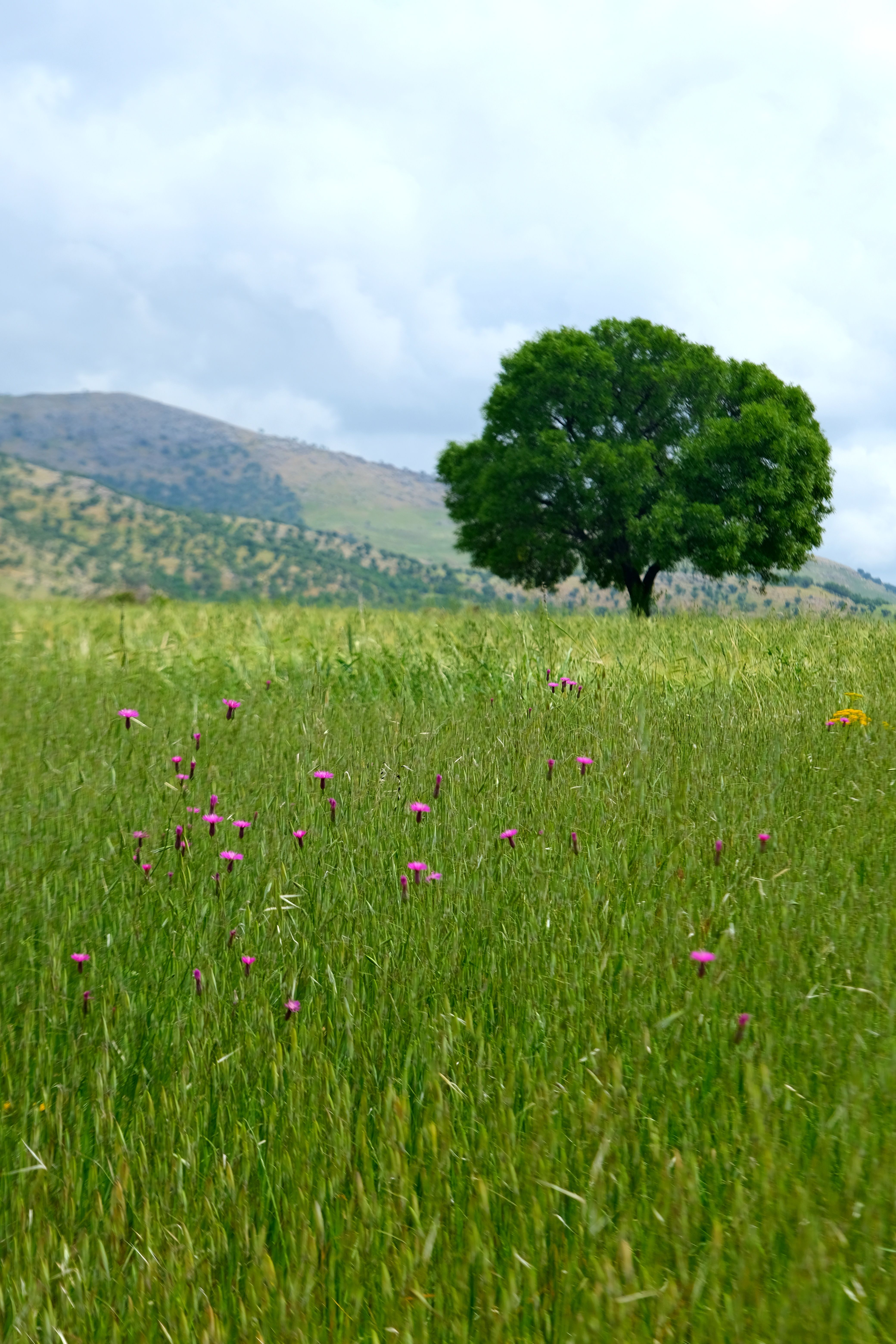 View of a Meadow with a Tree in the Middle · Free Stock Photo