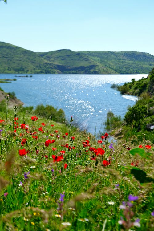 A field of red flowers near a lake