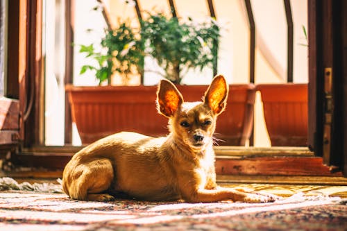 Cachorro Fulvo De Pelo Curto Perto De Vasos De Flores