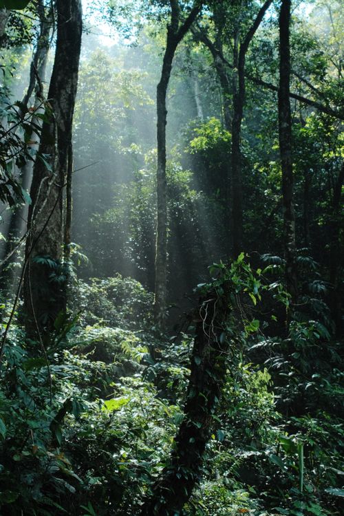 Lush Green Rainforest · Free Stock Photo