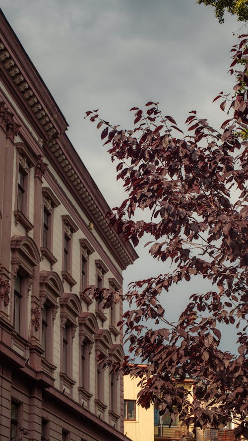 Gratis lagerfoto af bregneblad, historisk arkitektur, klassisk arkitektur