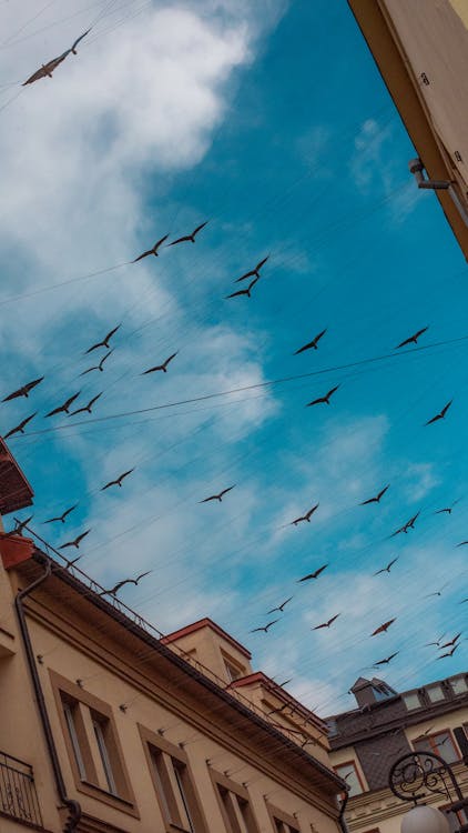 Gratis lagerfoto af arkitektur, blå himmel, foråret kommer