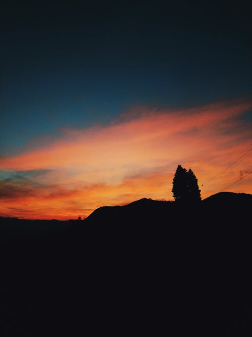 Silhouette Photo of Tree