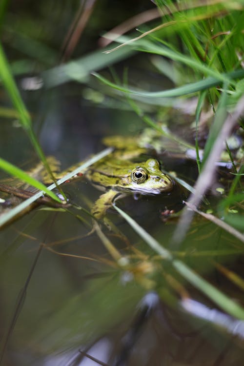 A frog sitting in the water in the grass
