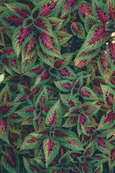 圣保罗的户外花园里，色彩缤纷的羽衣甘蓝叶构成了充满活力的图案