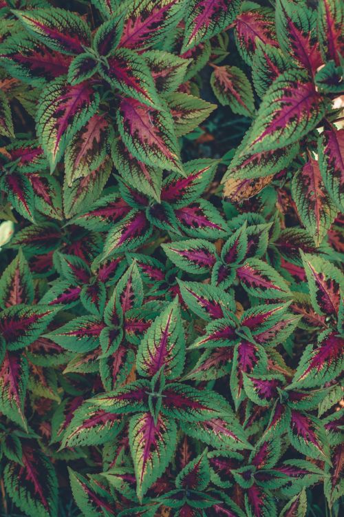 Free Colorful coleus leaves create a vibrant pattern in an outdoor São Paulo garden. Stock Photo