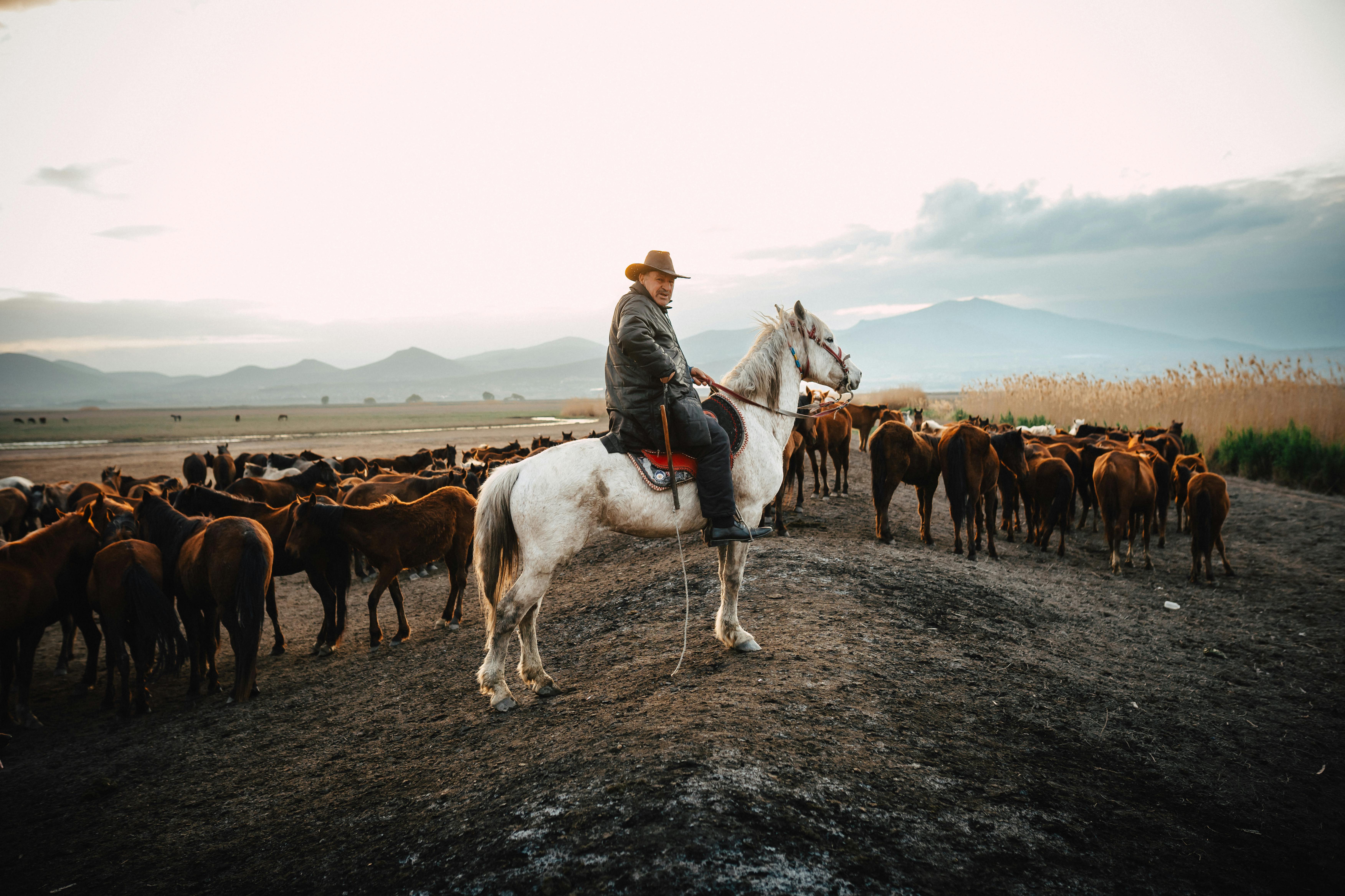 cowboy with horses herd