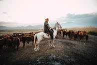 Cowboy with Horses Herd