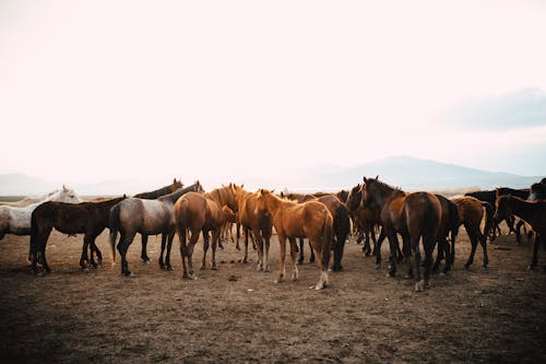 Ilmainen kuvapankkikuva tunnisteilla eläinkuvaus, hevoset, karja