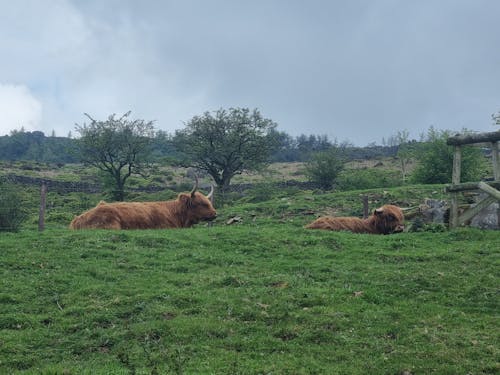 highland cows