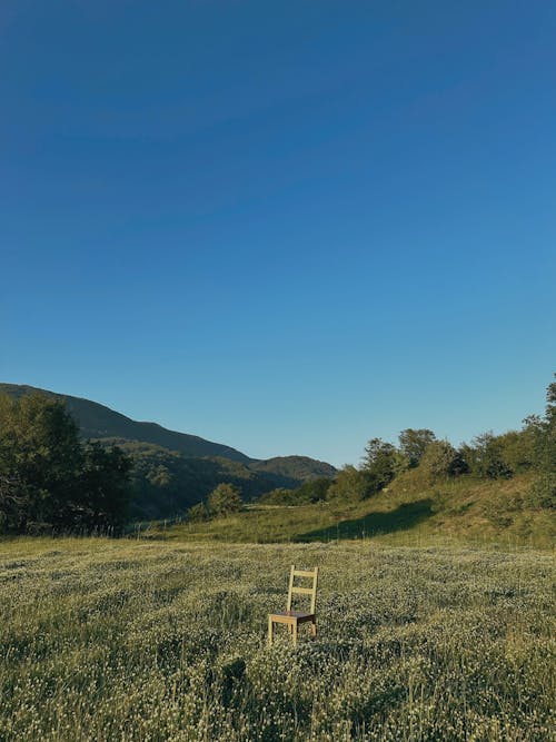 Foto d'estoc gratuïta de arbres, cadira, cel blau