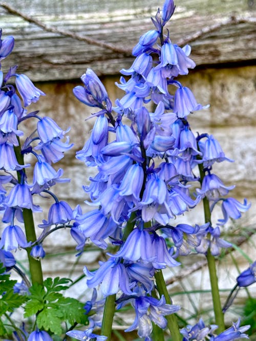 bluebells close up