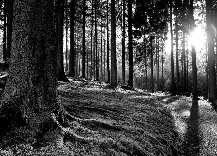 Peaceful forest landscape with sunbeams, creating dramatic shadows.