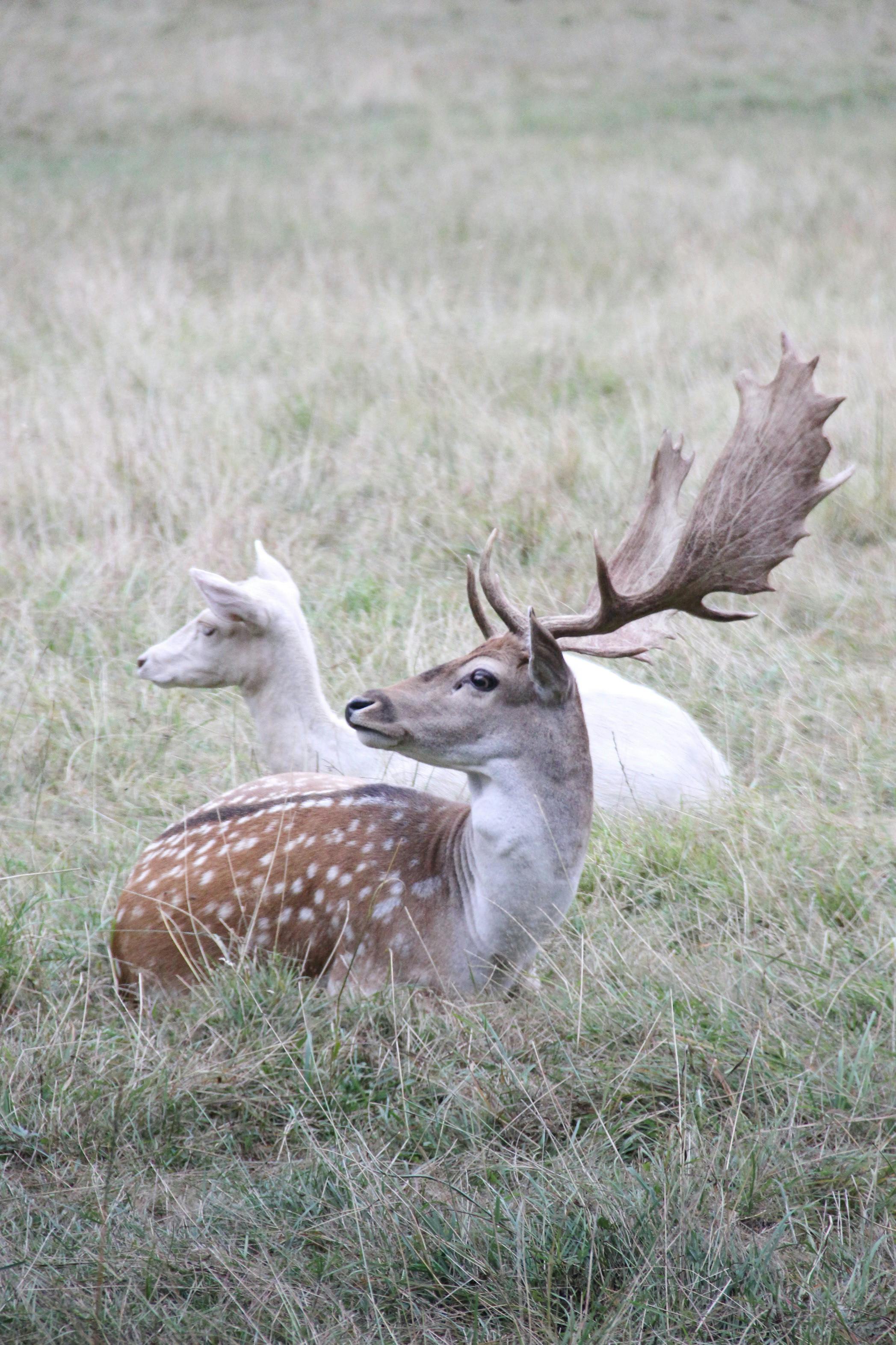 grátis Foto profissional grátis de Alemanha, animais selvagens, ao ar livre Foto profissional