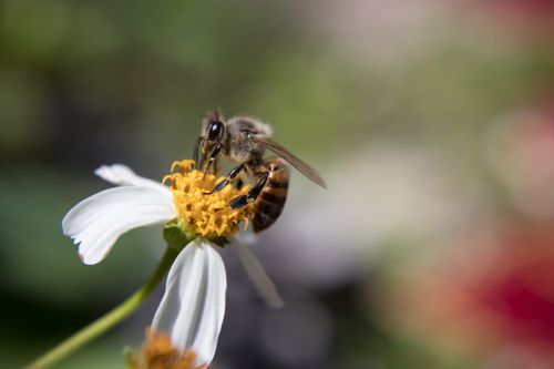Free Detailed macro shot of a honeybee pollinating a white flower in Miami, Florida. Stock Photo