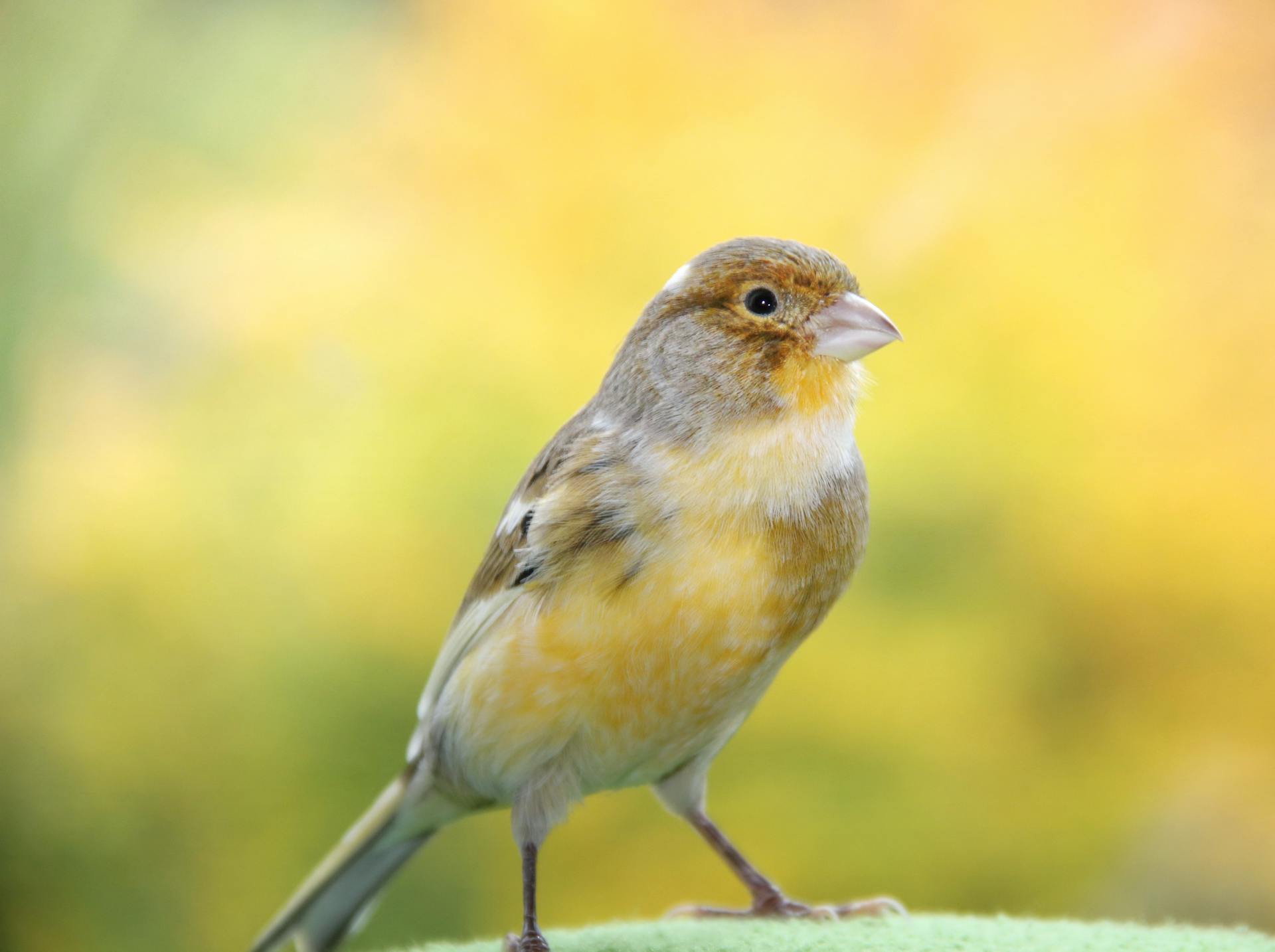 Close-up Photo of Canary