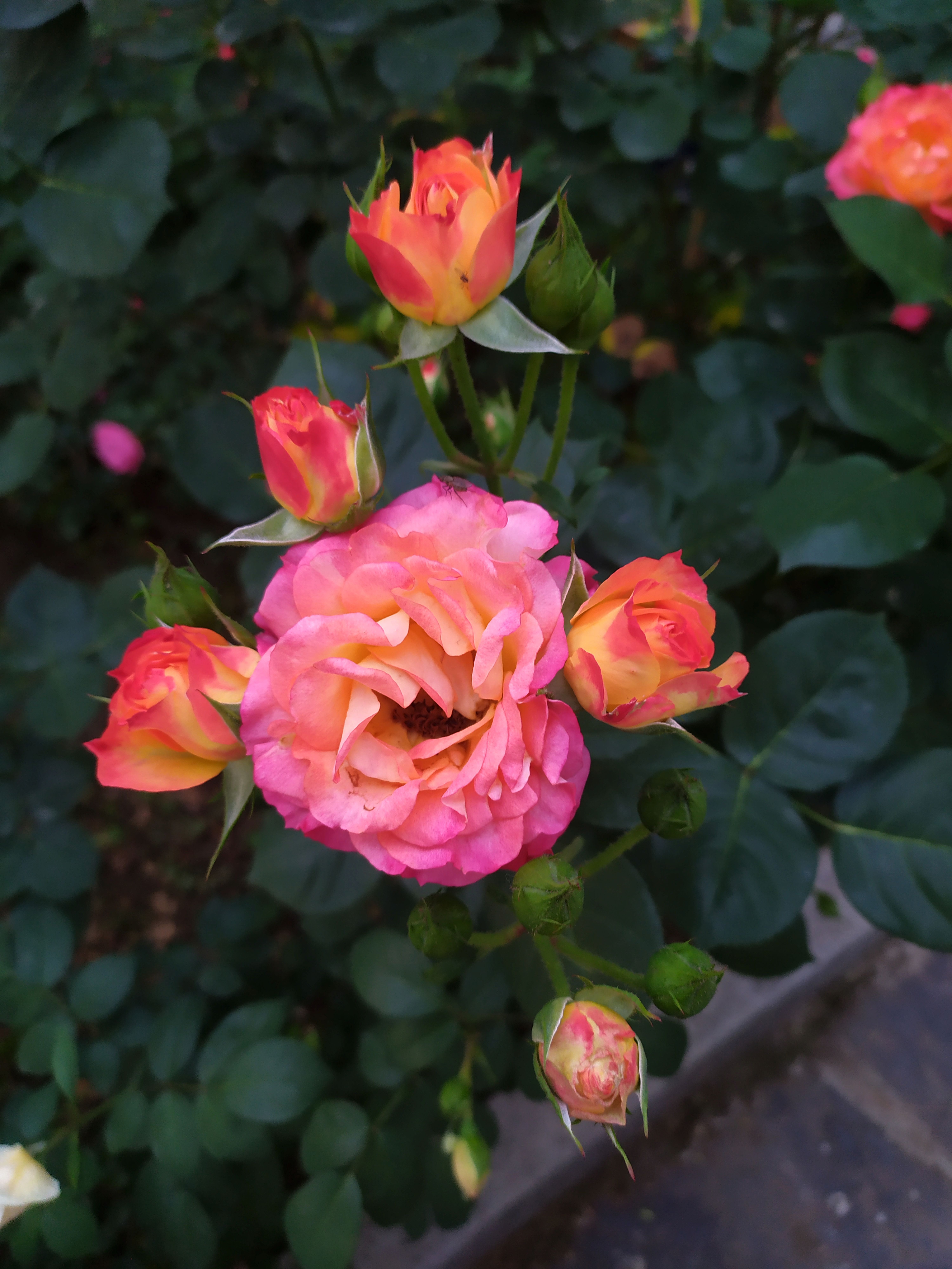 Pink Rose Blooming in Garden · Free Stock Photo