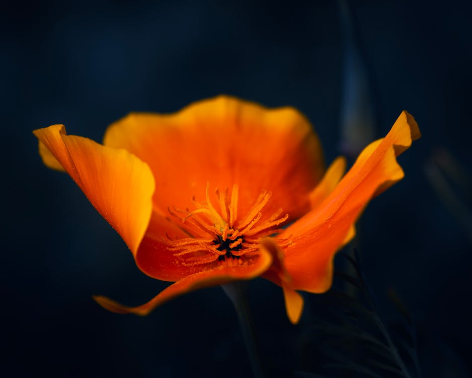 A single orange poppy flower is shown in this photo