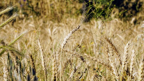 Wheat field in the sun