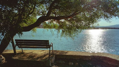 Panca Sotto Agli Alberi Durante Il Giorno Accanto Al Corpo D'acqua